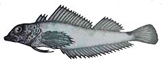 Tripterygion melanorum _claves.jpg